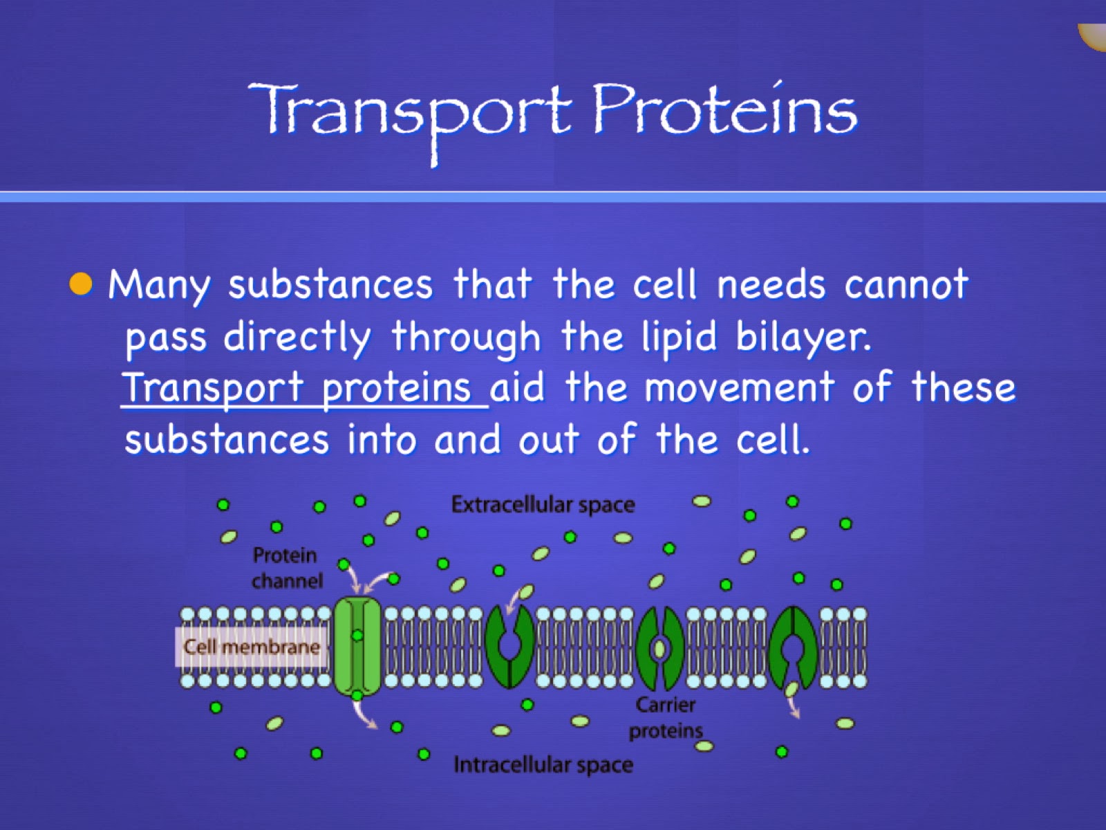 EC Honors Biology Cell membrane notes part 2 Passive transport intro