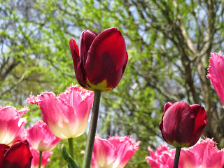 Photo of Among the Dutch- Holland 5/20 by Saakshi Kumar