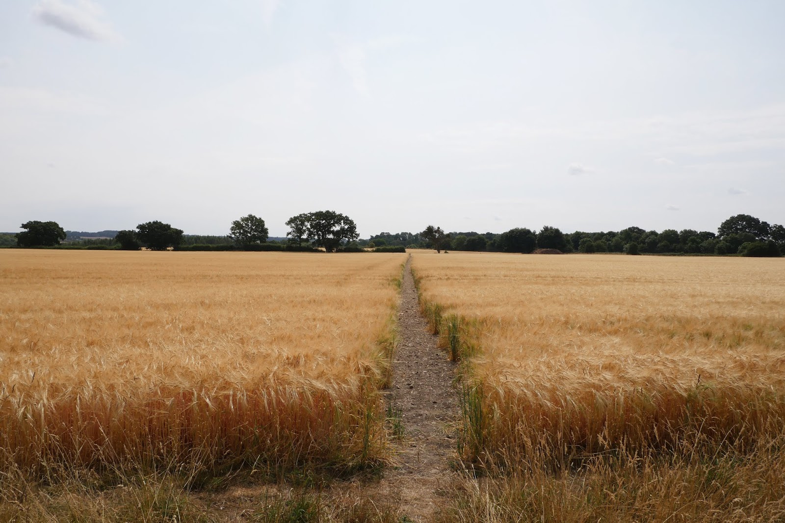 Walking in the country Welford to Newbury (Lambourn Valley Way 3)