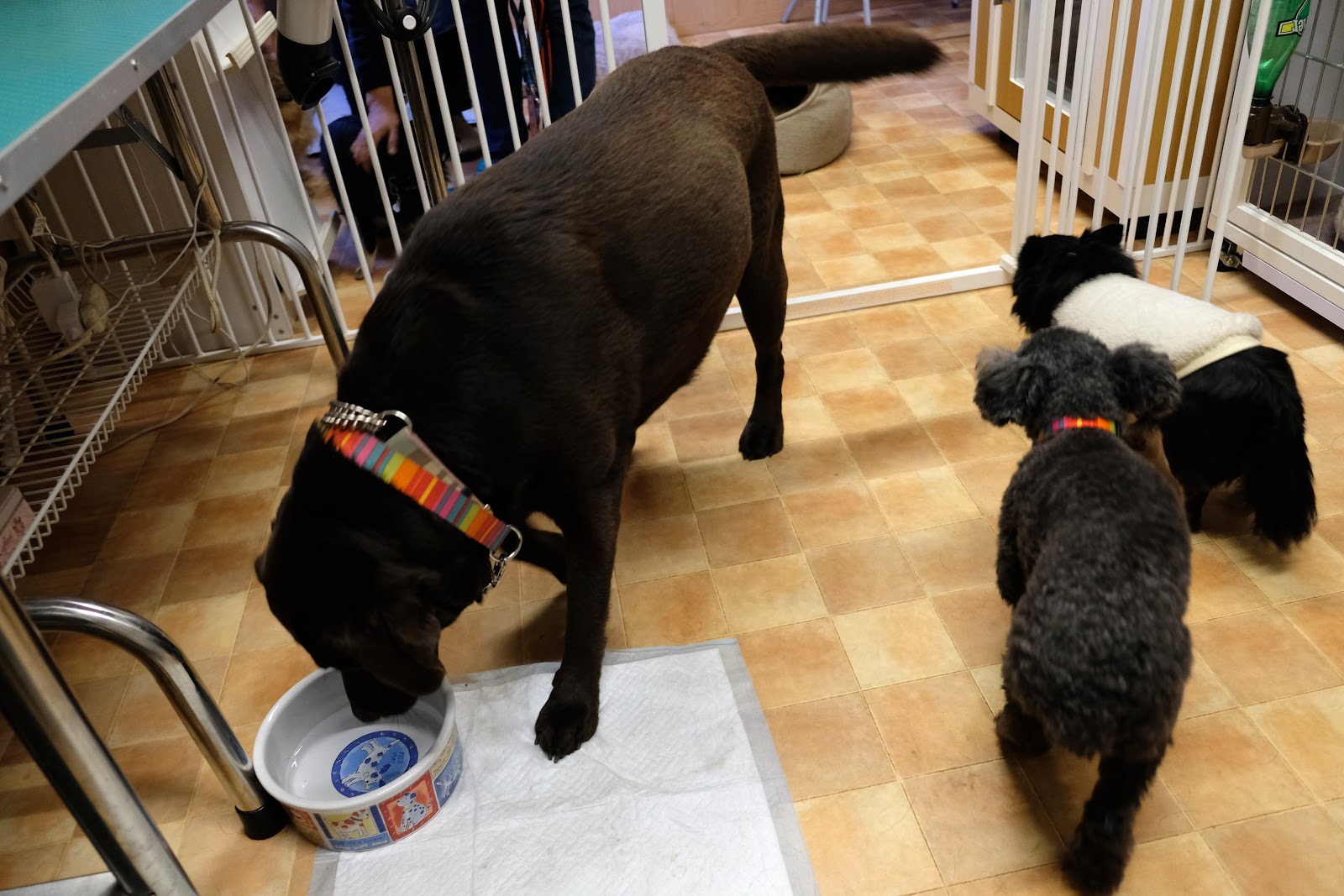 Pet Hotel 11 お庭番のブログ 犬とたわむれる奇跡のオオカミ Romeo に起きた悲劇