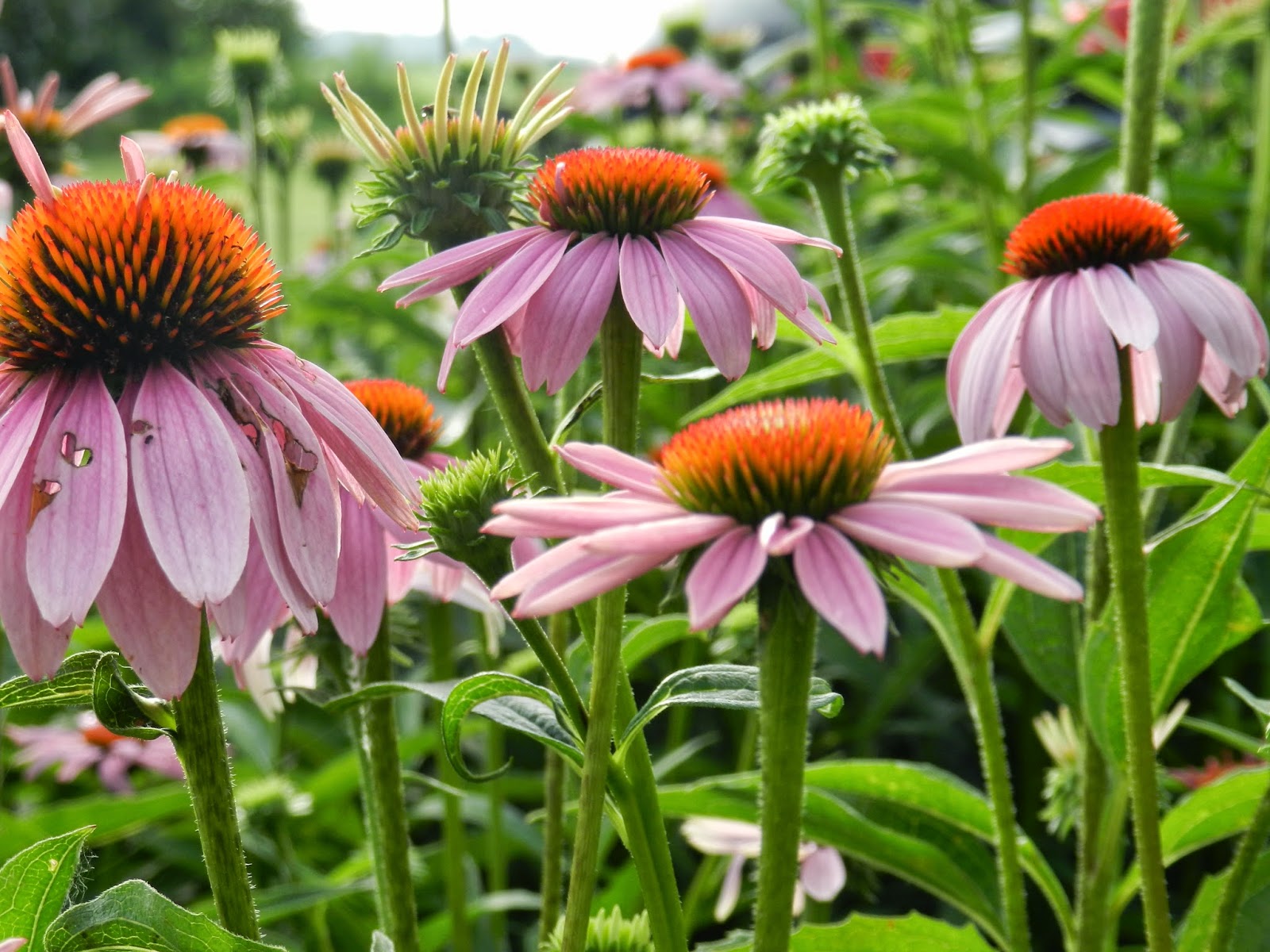 Prairie Rose's Garden GGBD What Do You Call a Plethora of Coneflowers?