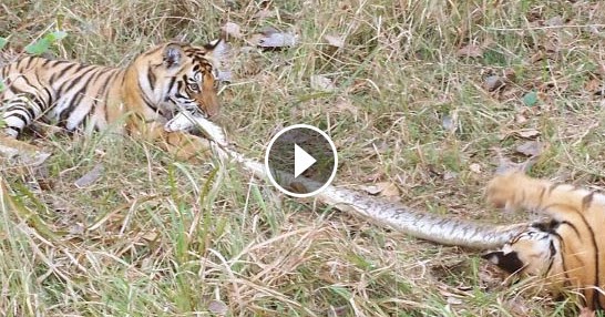 Python vs Tiger. in Animal vs Animal. - WILDLIFE SHARE