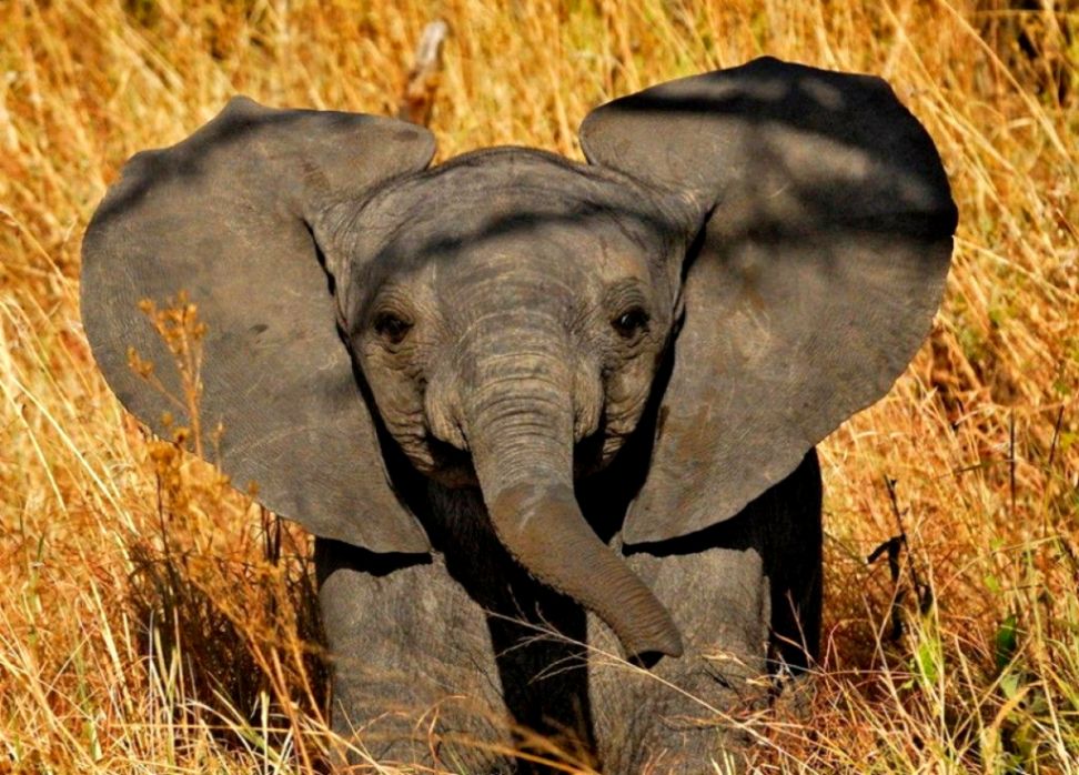 Baby Elephant Wallpapers All Hd Wallpapers Gallery