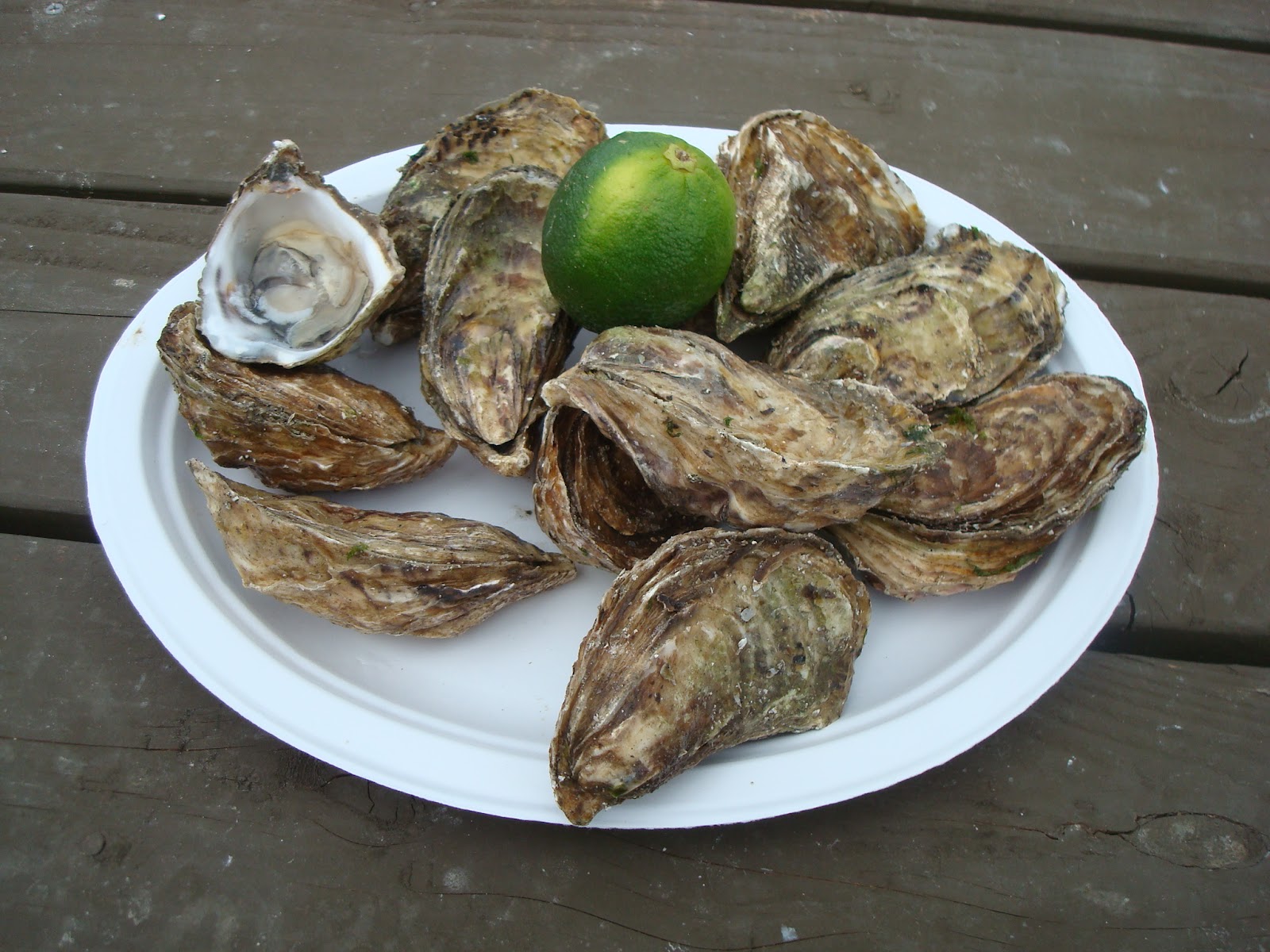 The Jolly Oyster It has grown on me!