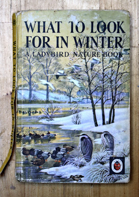 Ladybird Tuesday What to Look For in Winter