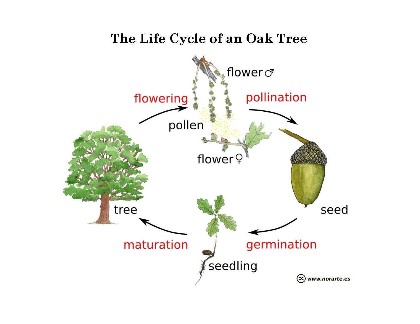 Life Cycle Of An Oak Tree Powerpoint Teacher Made - vrogue.co