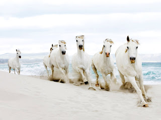 White Horses Running on Beach HD Wallpaper