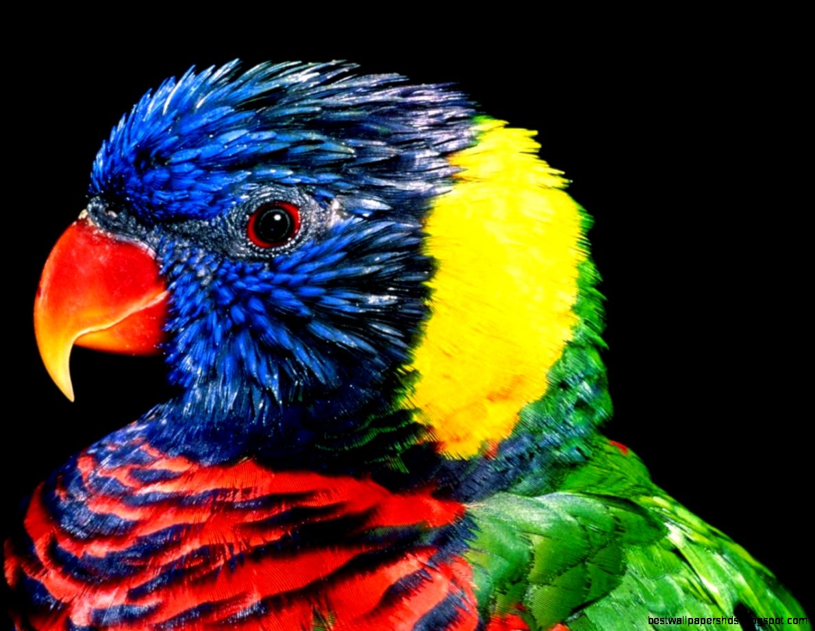 Free Wallpapers Mobile   All Wallpapers New