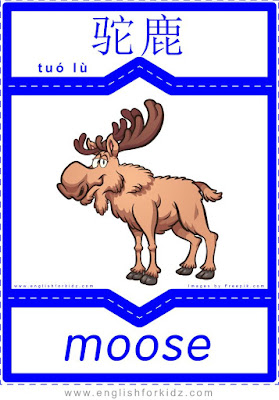 Moose - English-Chinese flashcards for wild animals topic