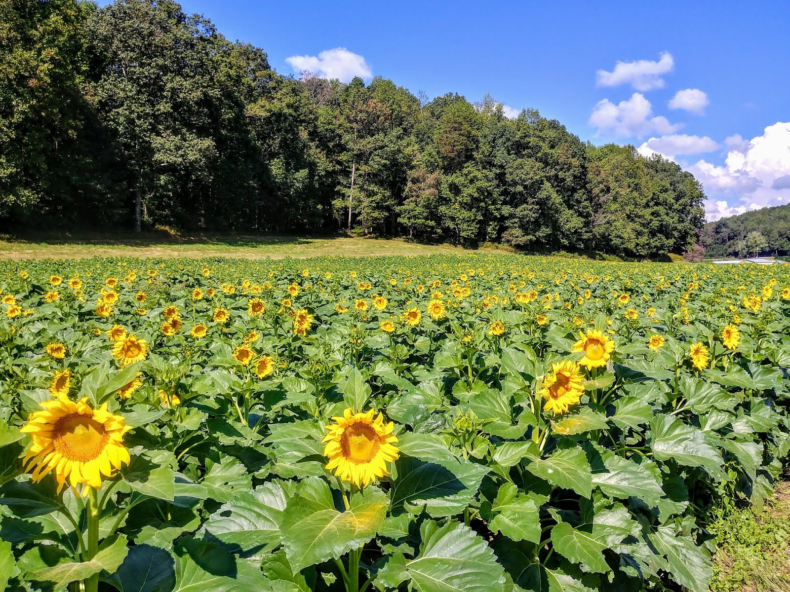 Another Mile Another Destination Blog Fausett Farms Sunflowers