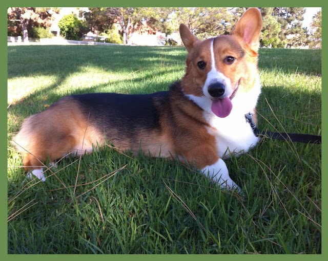 corgi dogs and puppies pictures