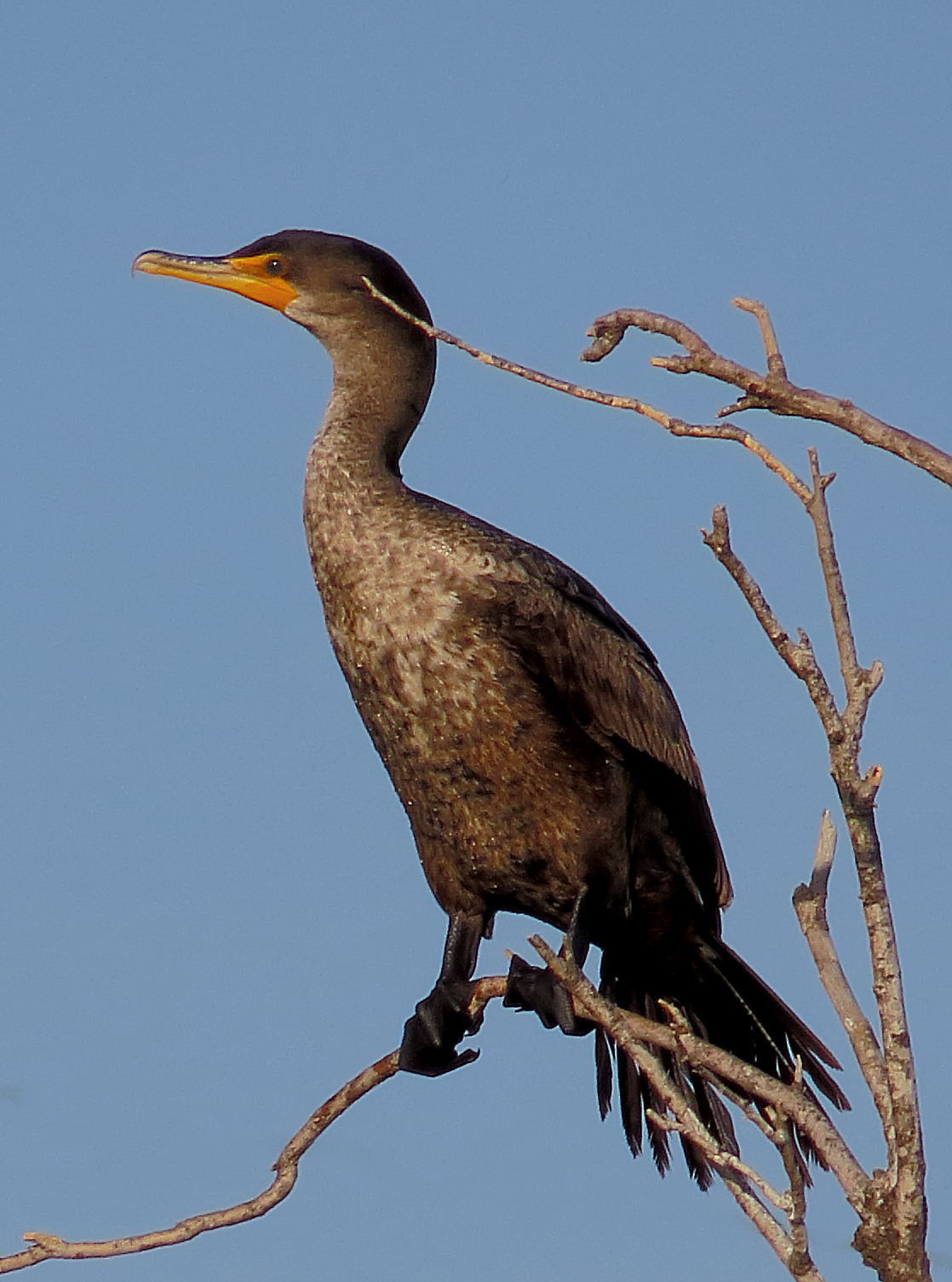 Edward Plumer Murphy Park Rookery