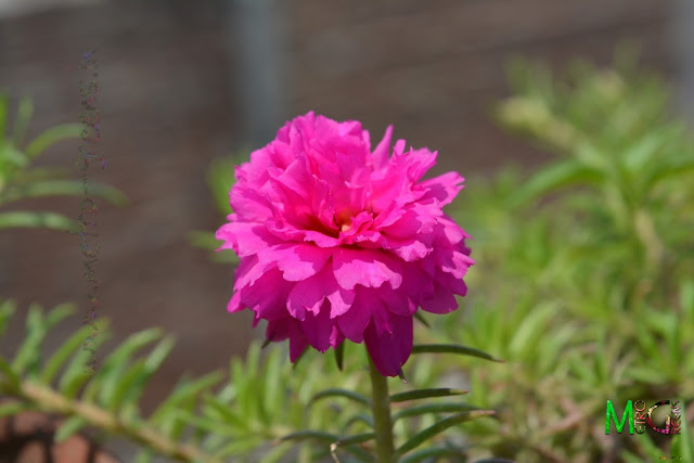Metro Greens: Portulaca Grandiflora (Pink)
