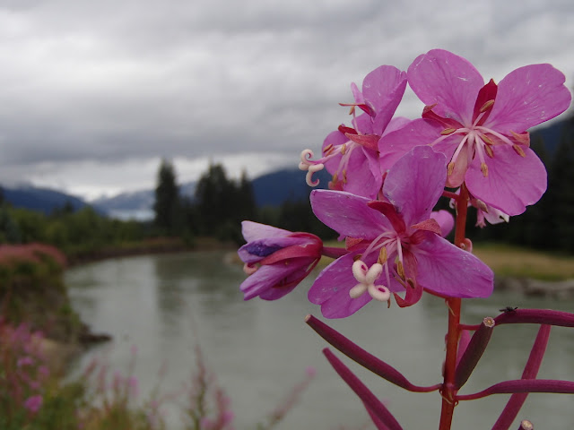 Fireweed, Mendenhall River, and Mendenhall Glacier
