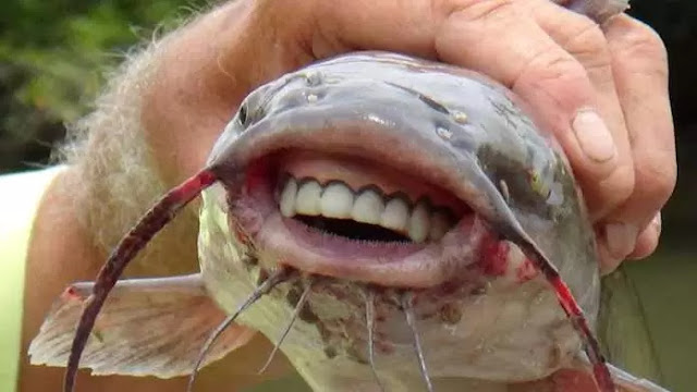 Can you eat this Kind of Fish? Catfish With Human Teeth ...
