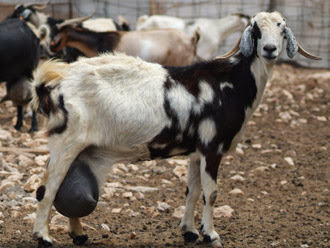 La cabra majorera debe su nombre a la isla de Fuerteventura