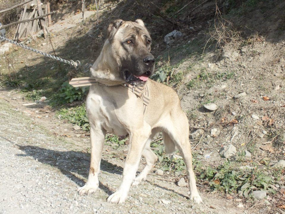 Çoban Köpeği Türk Çoban Köpekleri « Anadolu Köpekleri