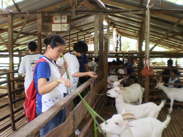 Small farm business ideas in philippines picture