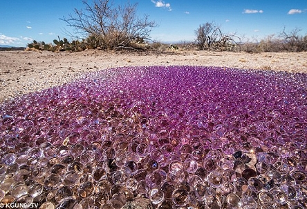 Estranhas esferas roxas "ovos" no Deserto do Arizona