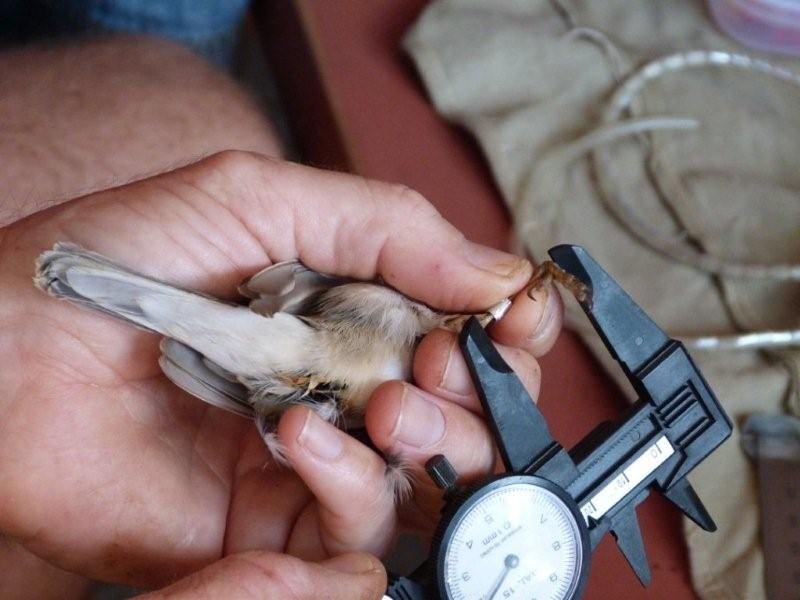 Safari Ecology Life spans of tropical birds
