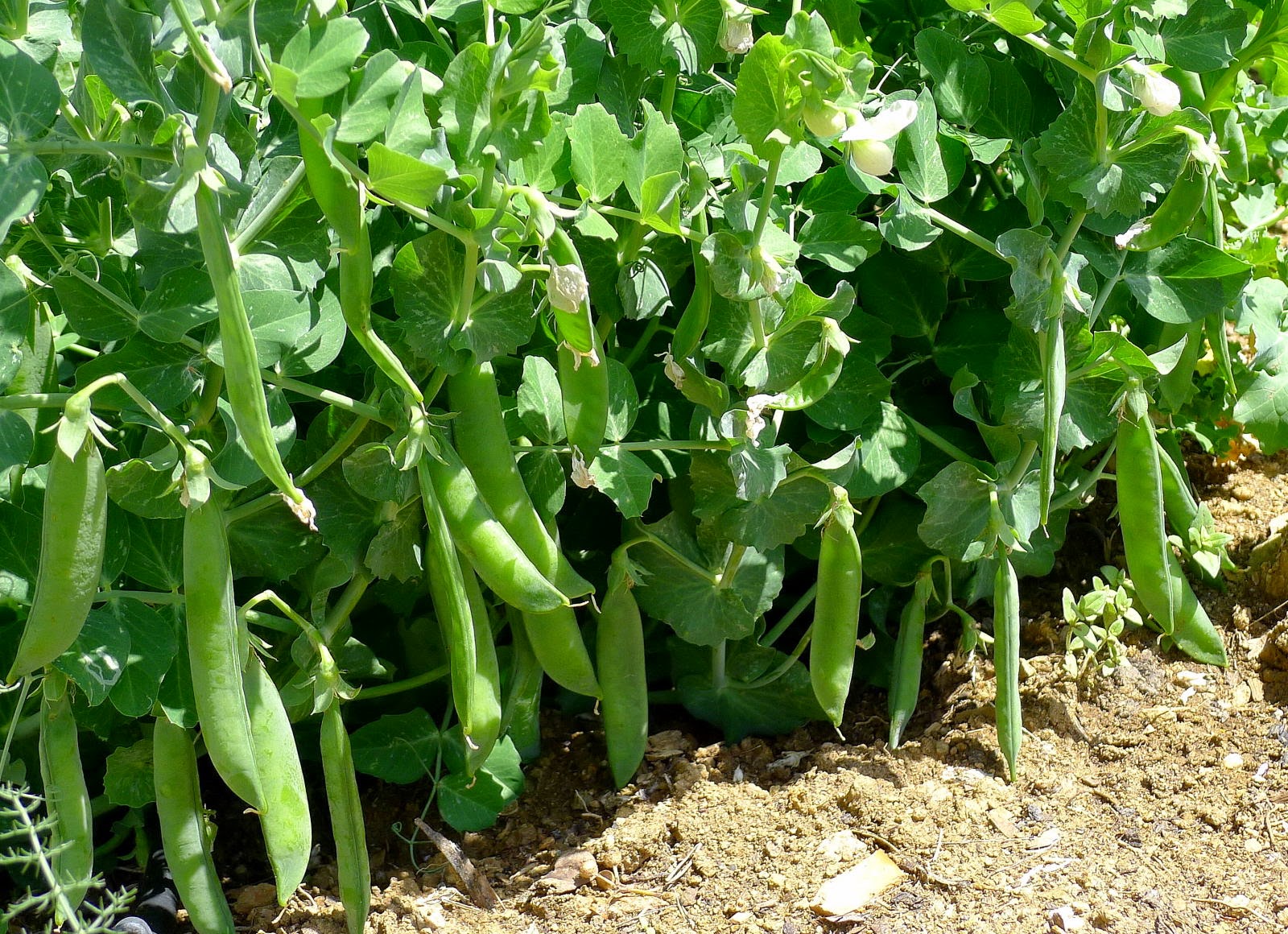 MY KITCHEN IN SPAIN LET THERE BE PEAS!