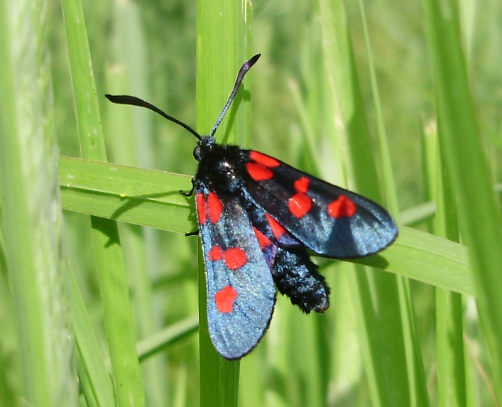 Mariposas y orugas (Volvoretas e eirugas) Mariposas diurnas y