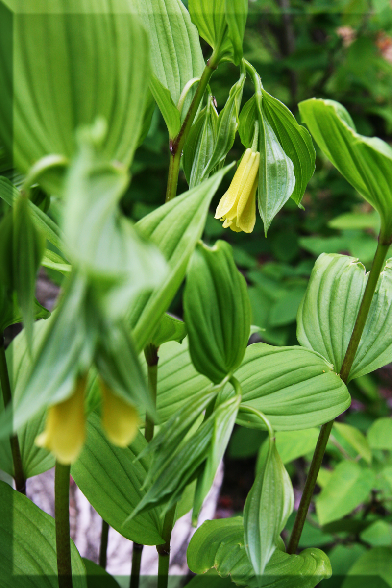 Millas Trädgård: Disporum flavens&hellip;
