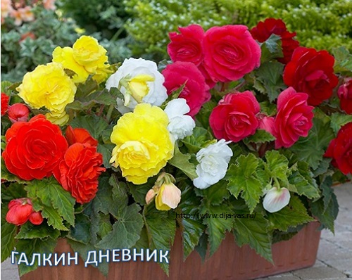 Бегония клубневая махровая. Посадка и уход. Комнатные растения, цветы.