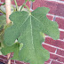 Fig Mosaic Virus Cure : Mosaic viral symptoms on fig have shown up during the heat of summer in oregon.