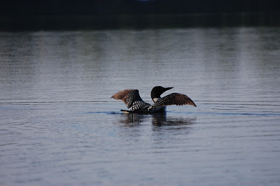 Loon 1 of 3 Photo by Trisha Field