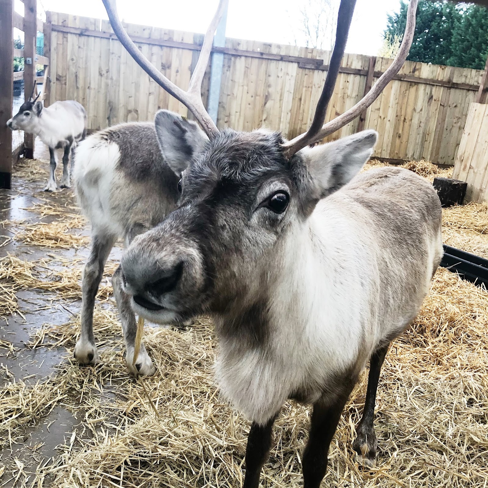 My December Days - Azure Garden Centre Reindeer