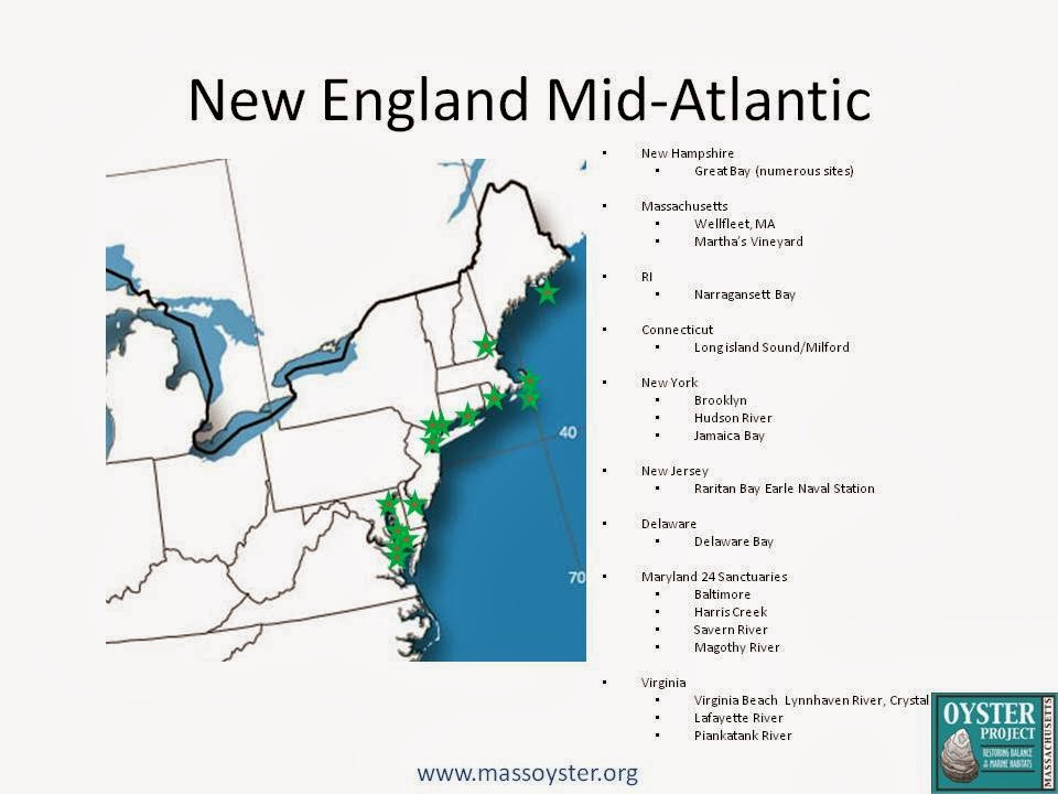 Massachusetts Oyster Project Oyster Restoration Map of The United States