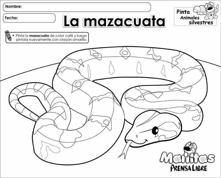 Imágenes de animales y frutas para colorear