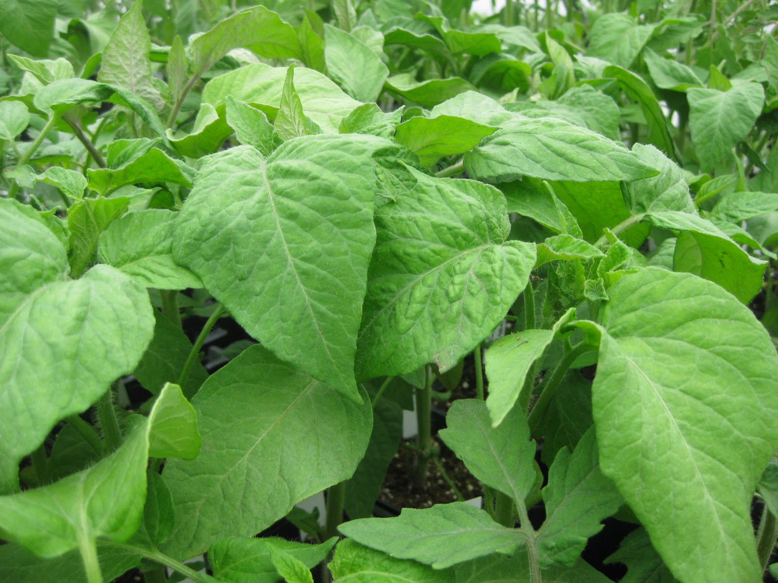 Tree and Twig Farm Blog Tomato TuesdayExcellent and early varieties