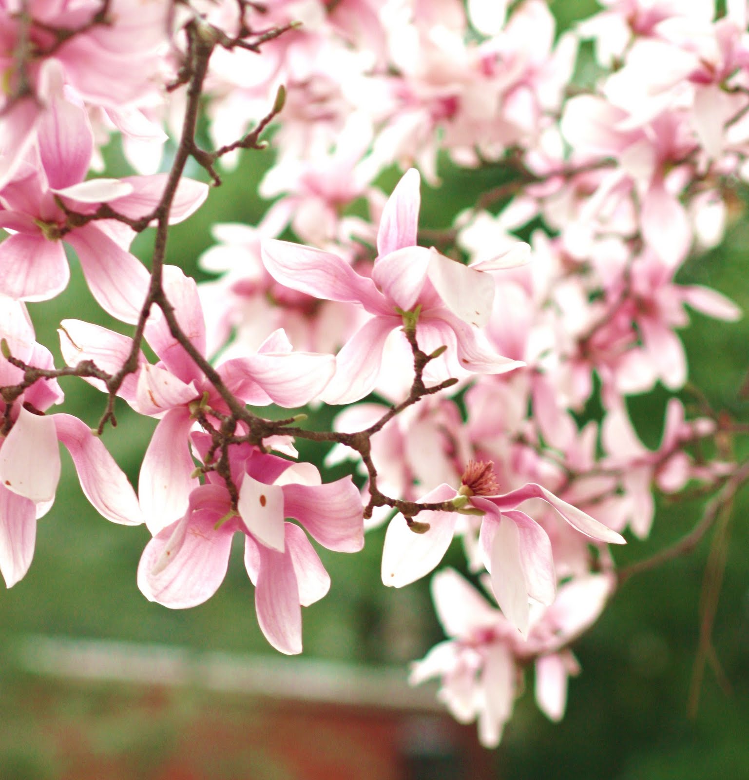 A Little "Happy" Saucer Magnolias