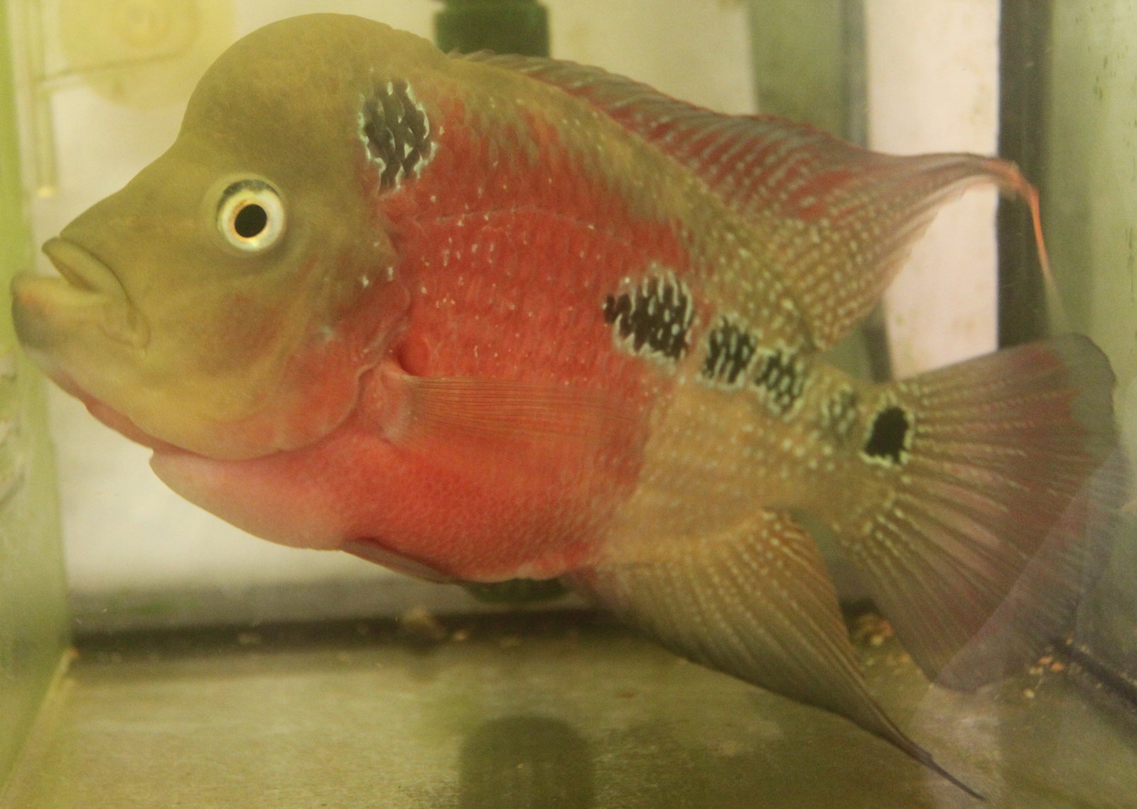 Flowerhorn The Hybrid Cichlids Original King Kamfa Flowerhorn