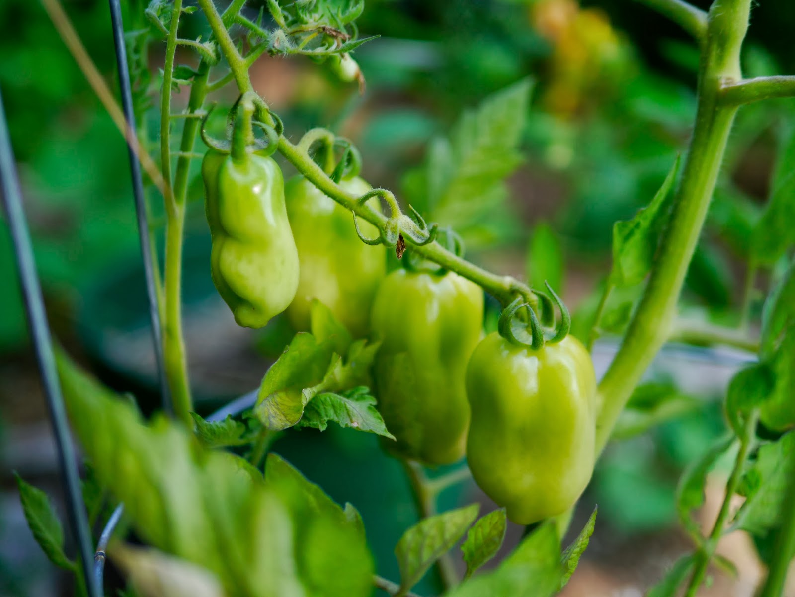 Are Beefsteak Tomatoes Determinate Or Indeterminate / Determinate