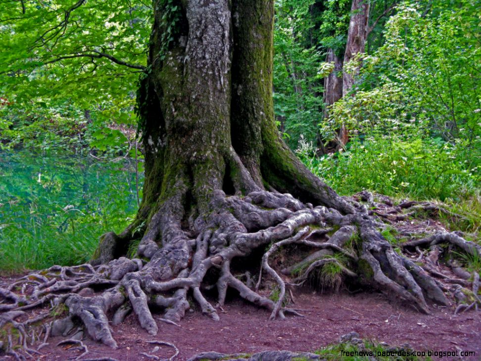 Old Tree Trunk