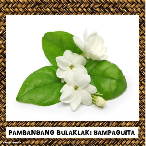 My Homeworks: PAMBANSANG BULAKLAK: SAMPAGUITA