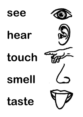 See hear feel. See hear smell taste Touch. 5 Senses. 5 Senses for Kids. Worksheets hear taste smell hear Touch.