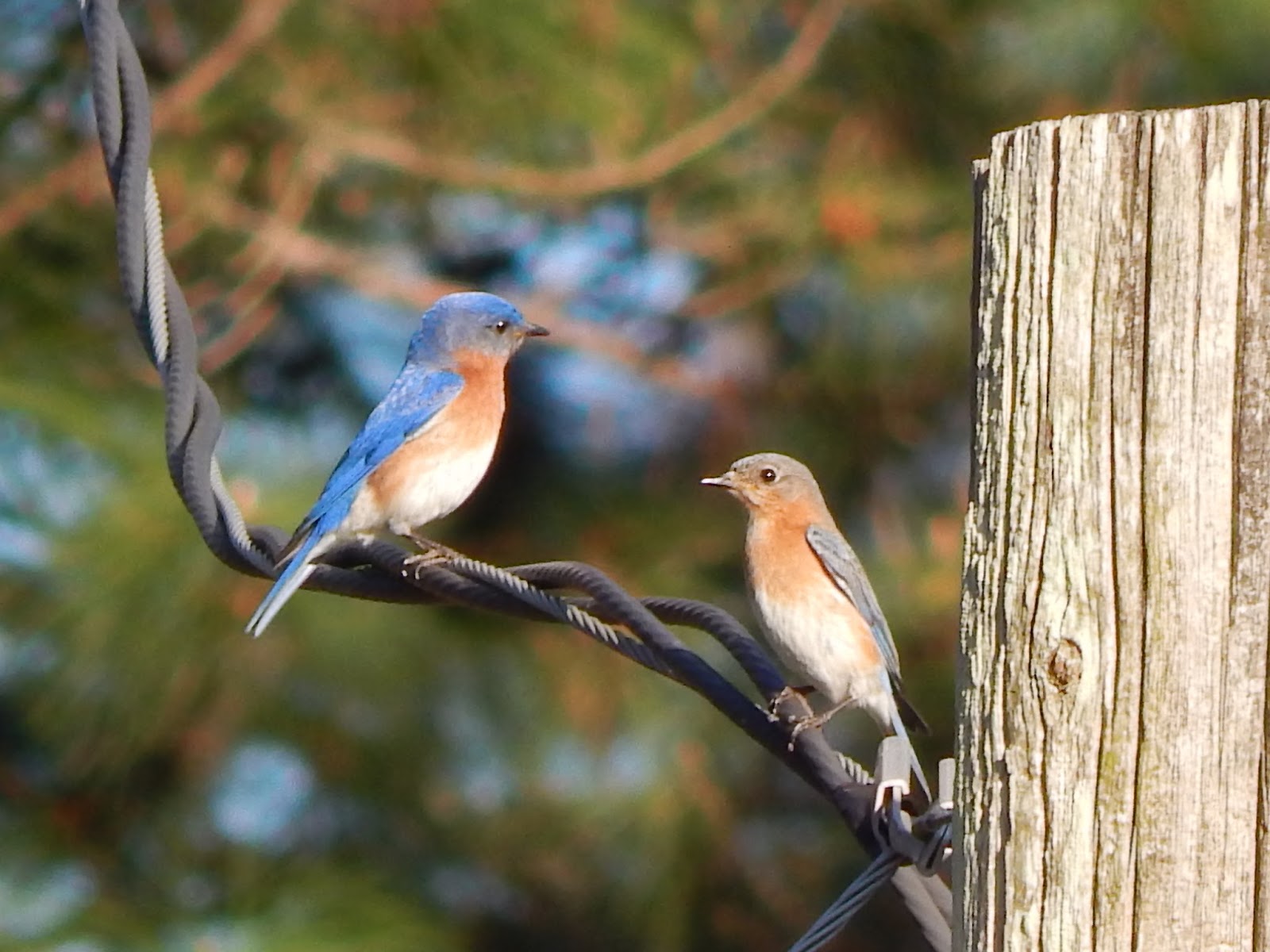 Central Louisiana Birding & Wildlife Butterfly Garden & Kisatchie