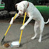 DNA Tests for Dog Poop Offenders