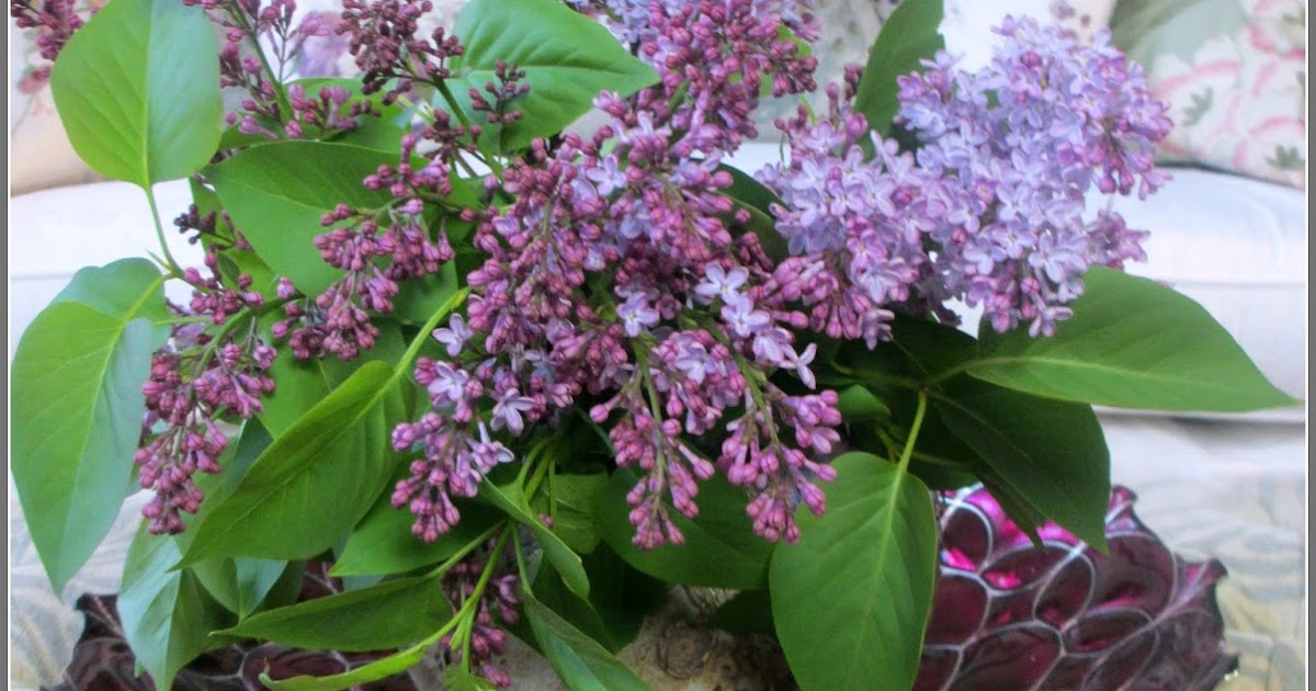 Ivy, Phyllis and Me! HOW TO ARRANGE A VASE OF LILACS