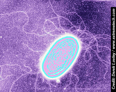 Biologists Discover Electric Bacteria That Eat Pure Electrons