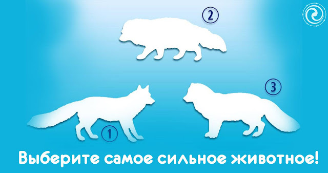 Выберите самое сильное животное и узнайте, о каких аспектах вашей жизни говорит ваш выбор!
