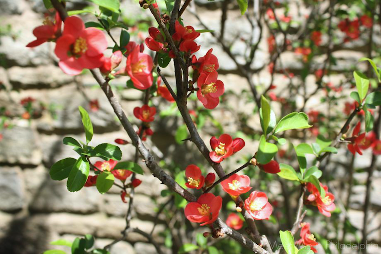 blooming quince via Meet Me in Philadelphia