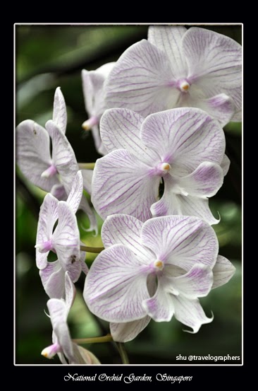 Bunga Anggrek, National Orchid Singapore, Singapura, Orchid