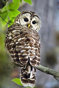 owl images