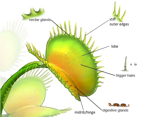 Labeled diagram of the parts of a Venus Fly Trap