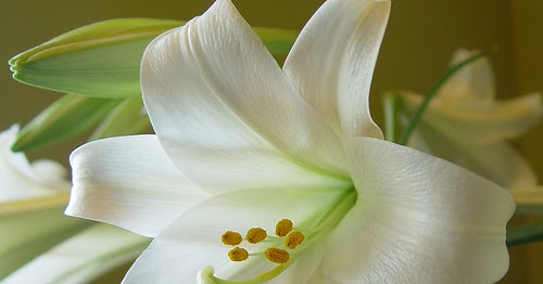 Peace Lily Plant Benefits Information peace-lily-plant-benefits-information